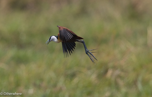 iNaturalist: (c) Otherwhere, some rights reserved (CC BY-NC), uploaded by Otherwhere iNaturalist image