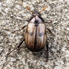 Anomala binotata