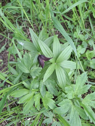 Fritillaria camschatcensis, photograph 4