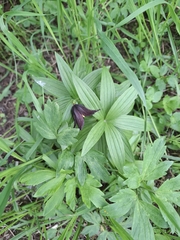 Fritillaria camschatcensis, photograph (c) Артём, some rights reserved (CC BY)