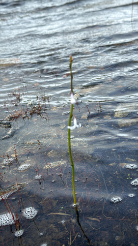 Water Lobelia