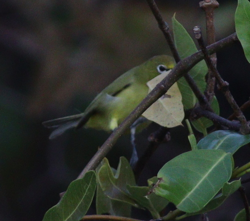 Canary White-eye (Zosterops luteus), photo 5