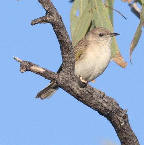 Rufous-throated Honeyeater (Conopophila rufogularis), photo 4