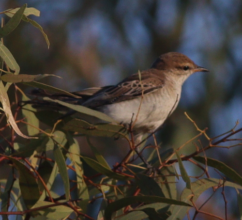White-winged Triller (Lalage tricolor), photo 3