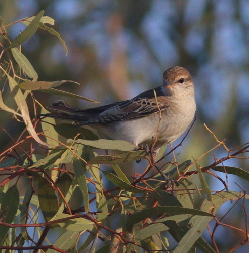 White-winged Triller (Lalage tricolor), photo 4