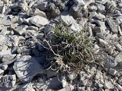Lepidium barnebyanum