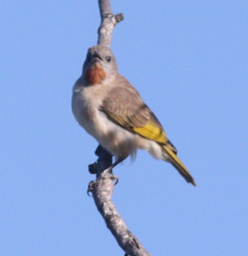 Rufous-throated Honeyeater (Conopophila rufogularis), photo 3