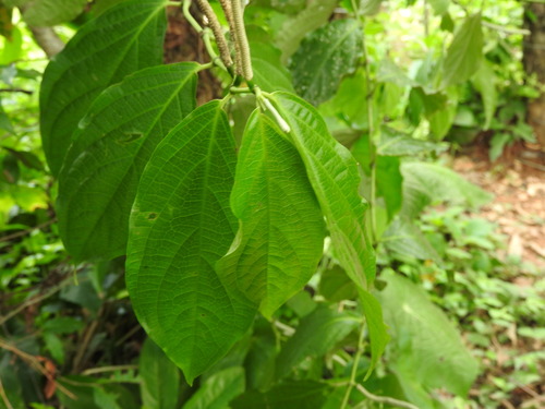 Piper hispidum, photograph 3