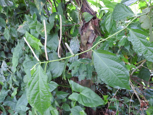 Piper hispidum