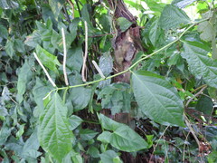 Piper hispidum