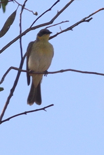 Grey-headed Honeyeater (Ptilotula keartlandi), photo 3