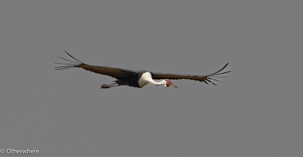 Wattled Crane