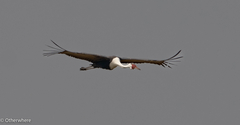 Wattled Crane photo 1