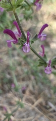 Salvia hierosolymitana