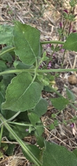 Salvia hierosolymitana, photograph author not stated, no rights reserved