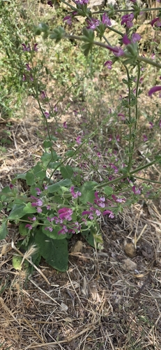Salvia hierosolymitana, photograph 3