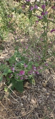 Salvia hierosolymitana, photograph author not stated, no rights reserved