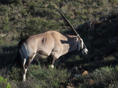 Oryx gazella