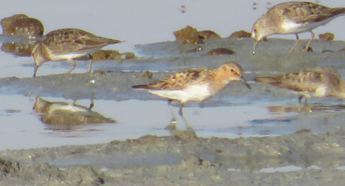 iNaturalist image