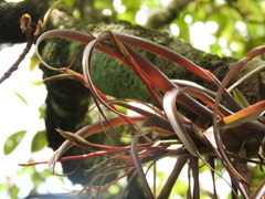 Tillandsia flabellata, photograph (c) Alexis López Hernández, some rights reserved (CC BY)