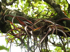 Tillandsia flabellata, photograph (c) Alexis López Hernández, some rights reserved (CC BY)