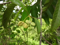Annona mucosa, photograph (c) Alexis López Hernández, some rights reserved (CC BY)