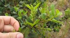 Rhamnus pirifolia