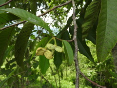 Annona mucosa, photograph (c) Alexis López Hernández, some rights reserved (CC BY)