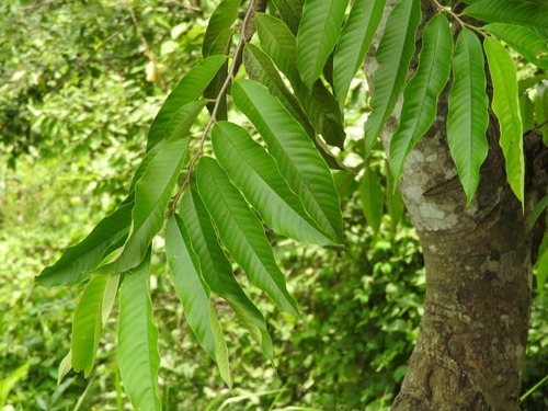 Annona mucosa, photograph 3