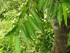 Annona mucosa, photograph (c) Alexis López Hernández, some rights reserved (CC BY)
