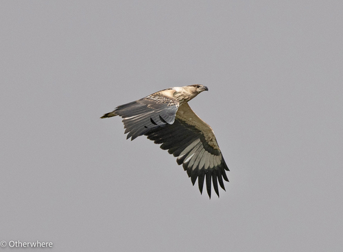iNaturalist image