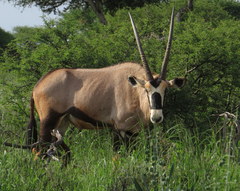 Oryx gazella