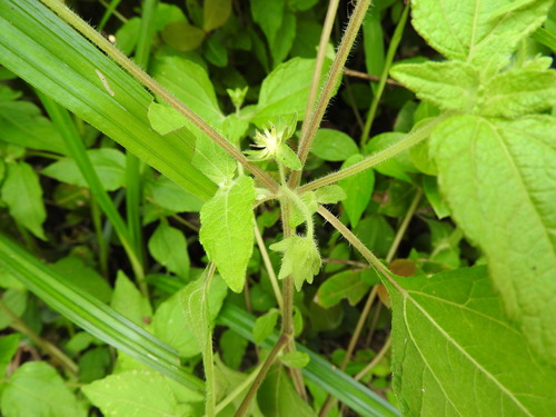Eleutheranthera ruderalis, photograph 5