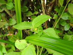 Eleutheranthera ruderalis, photograph (c) Alexis López Hernández, some rights reserved (CC BY)