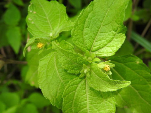 Eleutheranthera ruderalis, photograph 1
