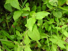 Eleutheranthera ruderalis, photograph (c) Alexis López Hernández, some rights reserved (CC BY)
