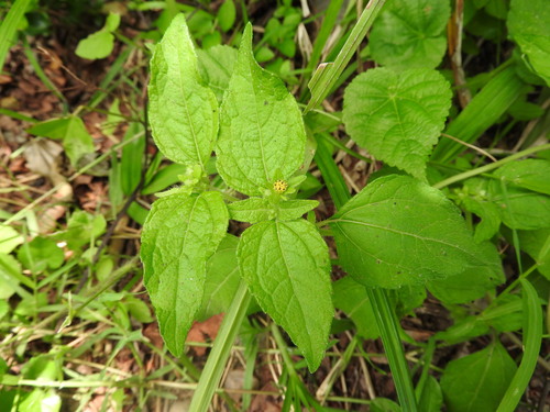 Eleutheranthera ruderalis, photograph 4