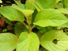 Chrysothemis panamensis, photograph (c) Alexis López Hernández, some rights reserved (CC BY)