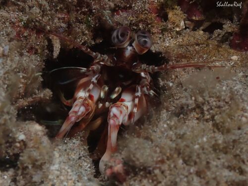 Odontodactylus brevirostris, 2026-02-28