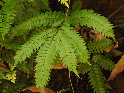 Adiantum latifolium, photograph 6