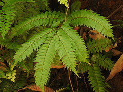 Adiantum latifolium, photograph (c) Alexis López Hernández, some rights reserved (CC BY)