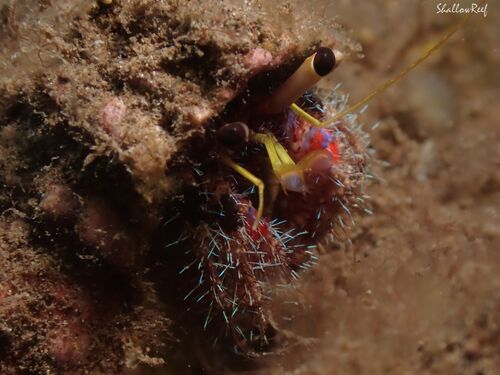 Dardanus sanguinocarpus, 2026-06-11
