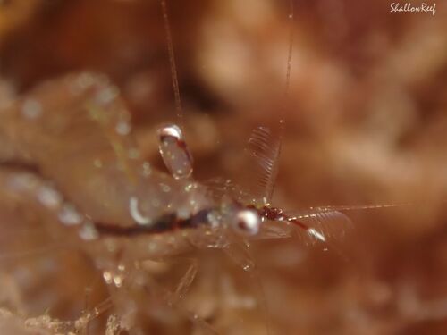 Palaemon debilis observed 2026-06-27