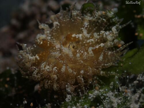 Boloceroides mcmurrichi, 2026-06-30