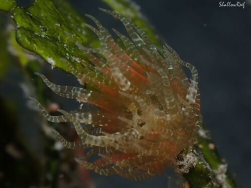 Boloceroides mcmurrichi, 2026-06-30