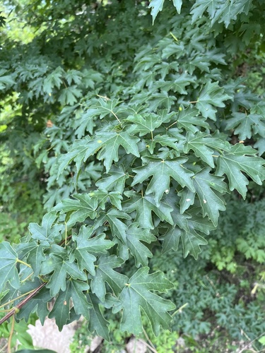Acer hyrcanum