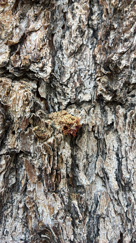 iNaturalist observation photo of Mountain Pine Beetle