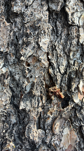 iNaturalist observation photo of Mountain Pine Beetle