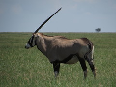 Oryx gazella