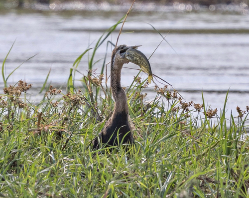iNaturalist image